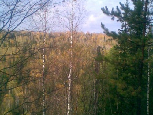 Заринская тайга осенью