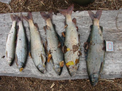 Хариус