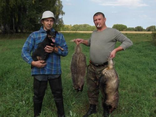 Открытие по барсуку