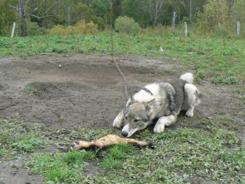 заохотил вредителя... 