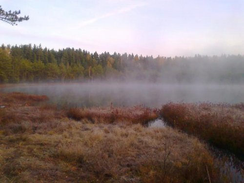Раннее утро в тайге
