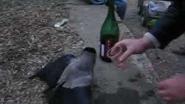 Новый вид кроухантинга