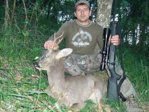 roe deer