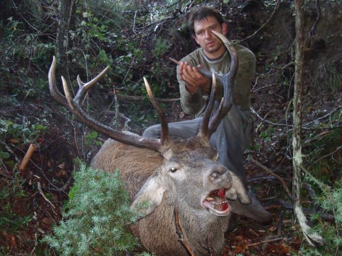 red deer