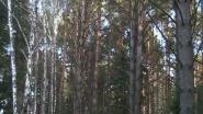 Голос самки рябчика.