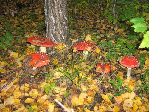 красные шапочки.
