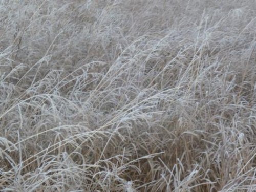Первые заморозки