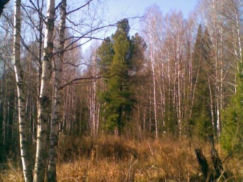 Одинокий кедр