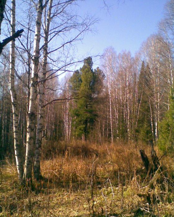 Одинокий кедр