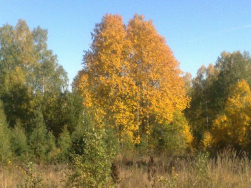 Золотая осень