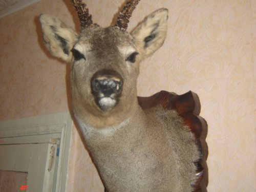 козлик