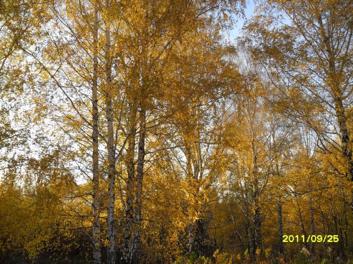 Золотая осень