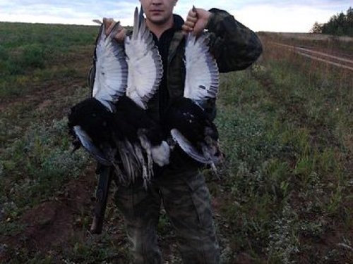 Близнецы