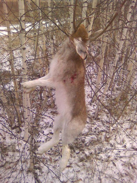 Еще не беленький