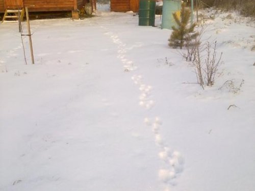 Зайка в гости приходил!