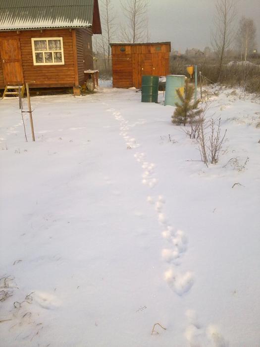 Зайка в гости приходил!