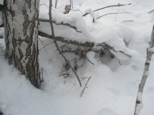 Первый снег, первая лёжка