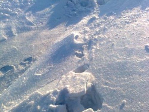 Заяц   поднялся, остальное в фото с охоты.