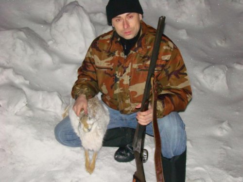 заяц русак