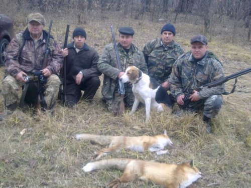 охота на лис