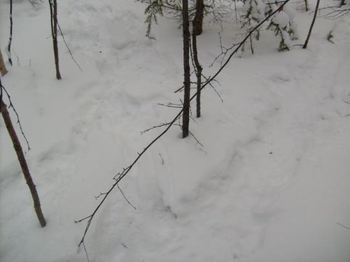 Заячья дорога.