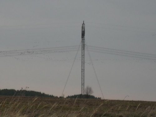 16.04.2011г .Сарапул (Ура нащупал гусиков)