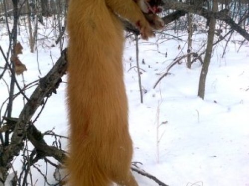 Колонок.