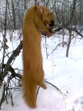Колонок.