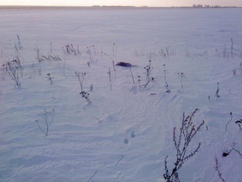 Взял )