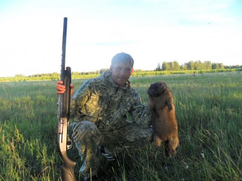 на сурка