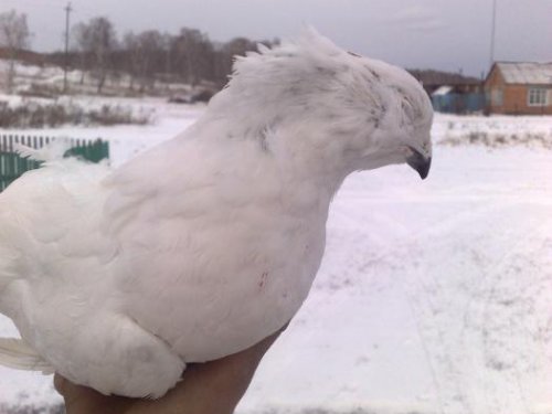 на ход ноги по пути домой 