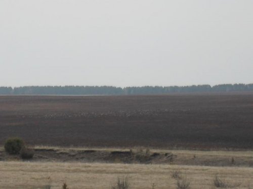 Гуси 2011 г