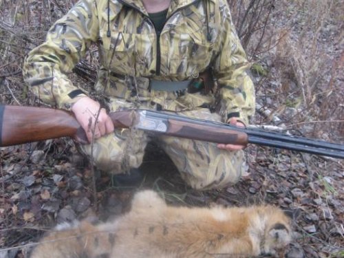 рыжая  плутовка.