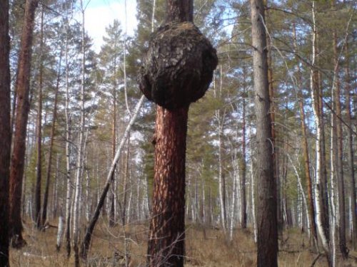 Деревянный шар