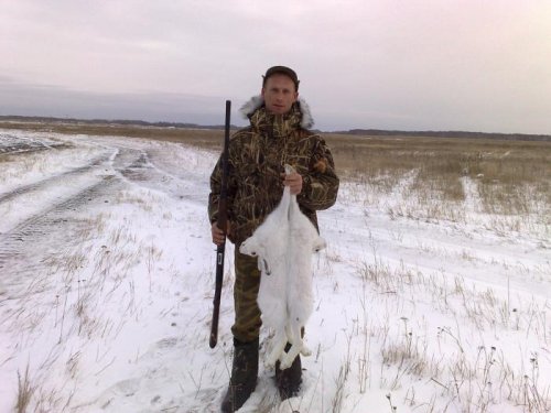 Камышовые зайцы
