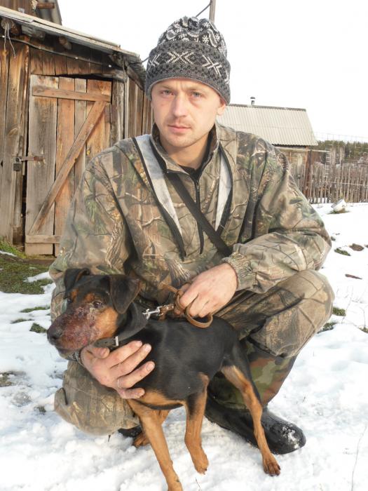 После боя с барсуком.