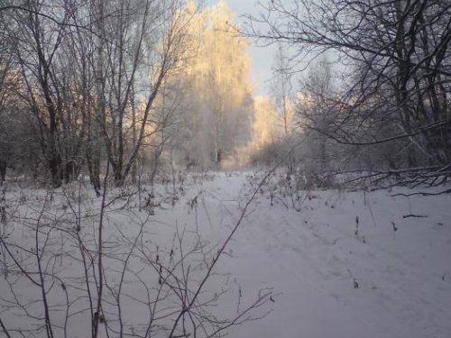 БЕРЕЗКИ