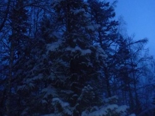 лес