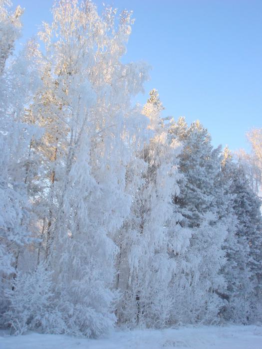 Зимний лес.
