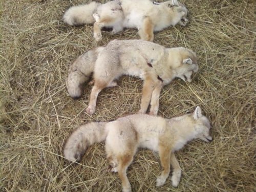КОРСАКИ