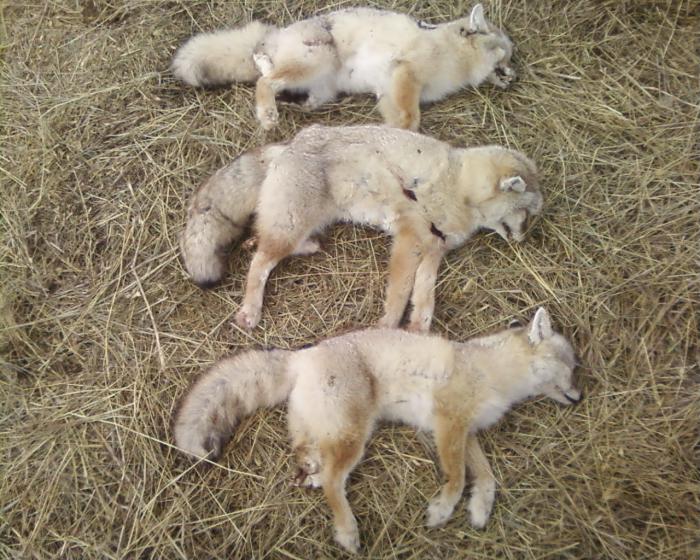 КОРСАКИ