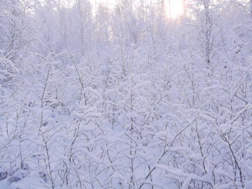 Белое безмолвие.