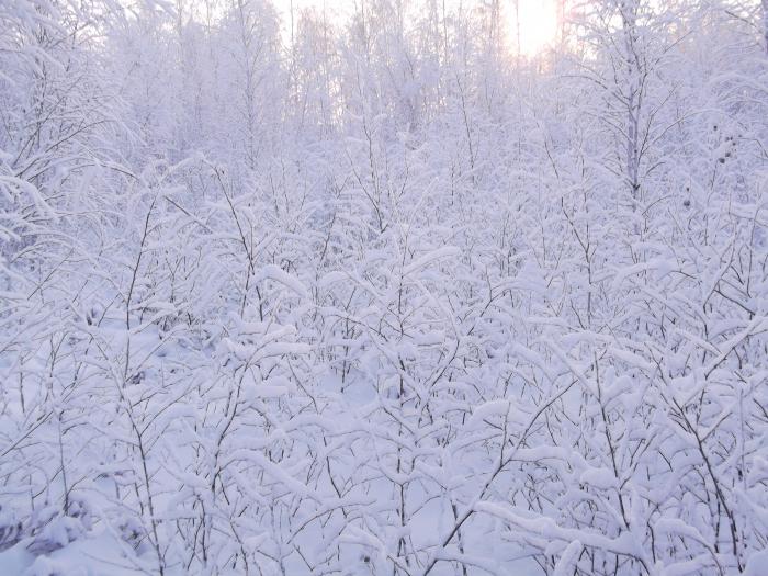 Белое безмолвие.
