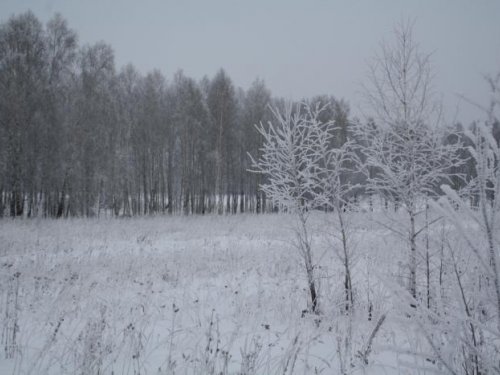 Березки