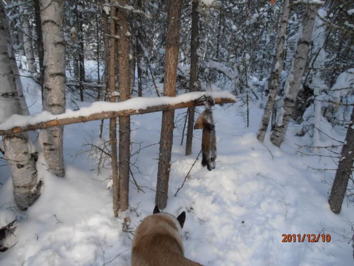 Попался!