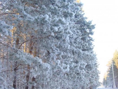 Сосны в серебре.