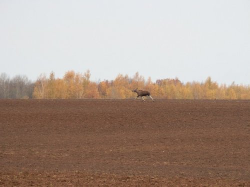 Лосиха