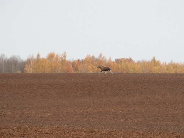 Лосиха