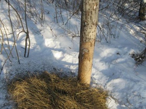 Солонец на цайца+подкормка
