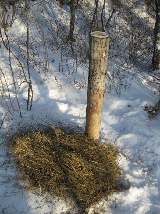 Солонец на цайца+подкормка